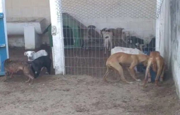 Carnes de cavalo e de mula: Polícia Civil catarinense investiga