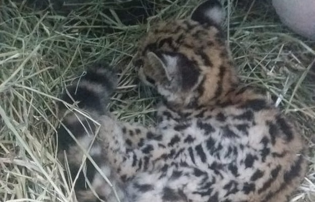 Extinção: Filhote de gato-do-mato maracajá é resgatado no Oeste de ...